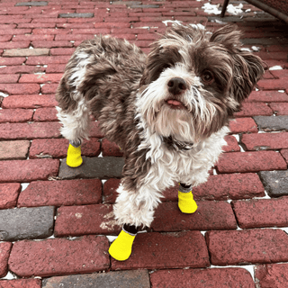 Poodle Mix Wearing Yellow Dog Boots for Winter