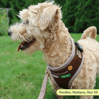 The Cushion Comfort Harness | Treat Lover