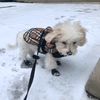 Puppy Wearing Dog Boots In Snow